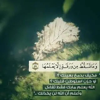 شيرين أكرم سعيد علي